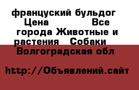 француский бульдог › Цена ­ 40 000 - Все города Животные и растения » Собаки   . Волгоградская обл.